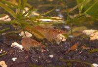 Neocaridina heteropoda var. red