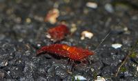 Neocaridina heteropoda var. red