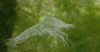 Neocaridina cf. zhangiiajiensis var. white