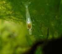 Neocaridina cf. zhangiiajiensis var. white