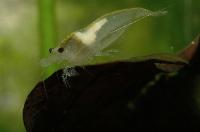 Neocaridina cf. zhangiiajiensis var. white