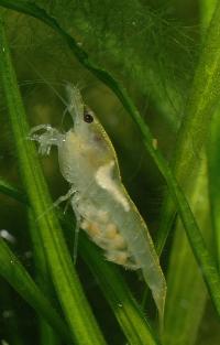 Neocaridina cf. zhangiiajiensis var. white