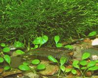 Caridina multidentata