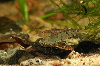 Caridina cf. cantonensis var. tiger