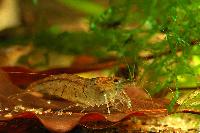 Caridina cf. cantonensis var. tiger