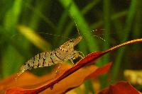 Caridina cf. cantonensis var. tiger
