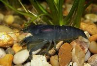 Gabon räka