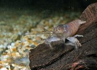 Atya gabonensis