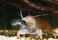 Atya gabonensis