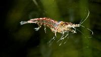 Neocaridina heteropoda var. red
