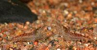 Neocaridina heteropoda var. red
