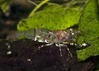 Macrobrachium sp. 'ring'