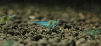 Neocaraidina cf. zhangiiajiensis var. blue pearl