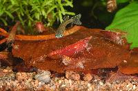 Neocaridina heteropoda var. red