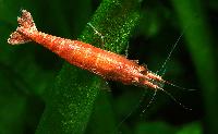Neocaridina heteropoda var. red