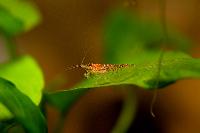 Neocaridina heteropoda var. red