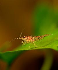 Neocaridina heteropoda var. red