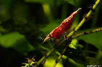Neocaridina heteropoda var. red