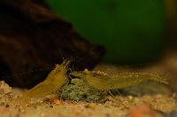 Neocaridina heteropoda var. yellow