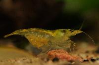 Neocaridina heteropoda var. yellow