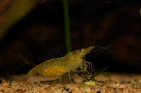 Neocaridina heteropoda var. yellow