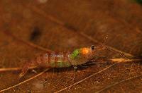 Potamalpheops amnicus