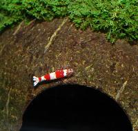 Caridina cf. cantonensis var. Crystal red
