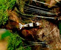 Caridina cf. cantonensis var. Crystal black