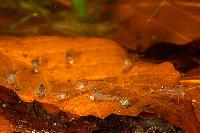Caridina cf. cantonensis var. tiger