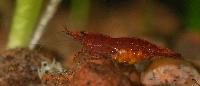 Neocaridina heteropoda var. red