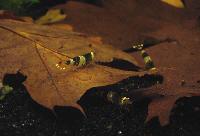 Caridina cf. breviata
