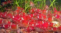 Caridina cf. cantonensis var. Crystal red
