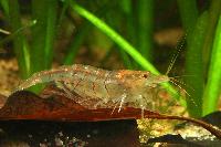 Caridina cf. cantonensis var. tiger