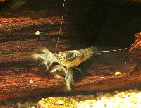 Atya gabonensis