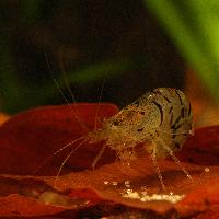 Caridina cf. cantonensis var. tiger