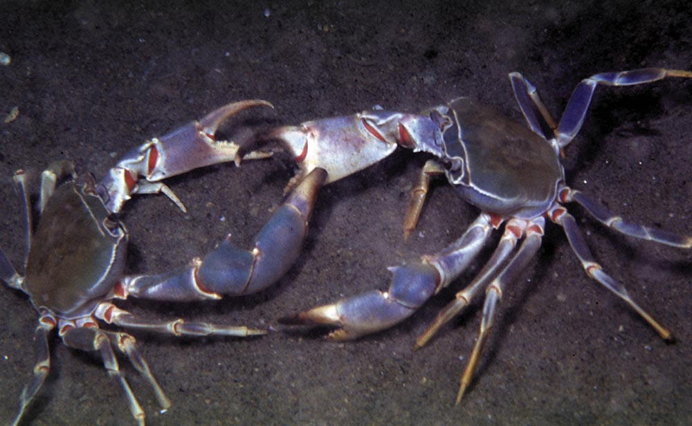 Potamonautus orbitospinus