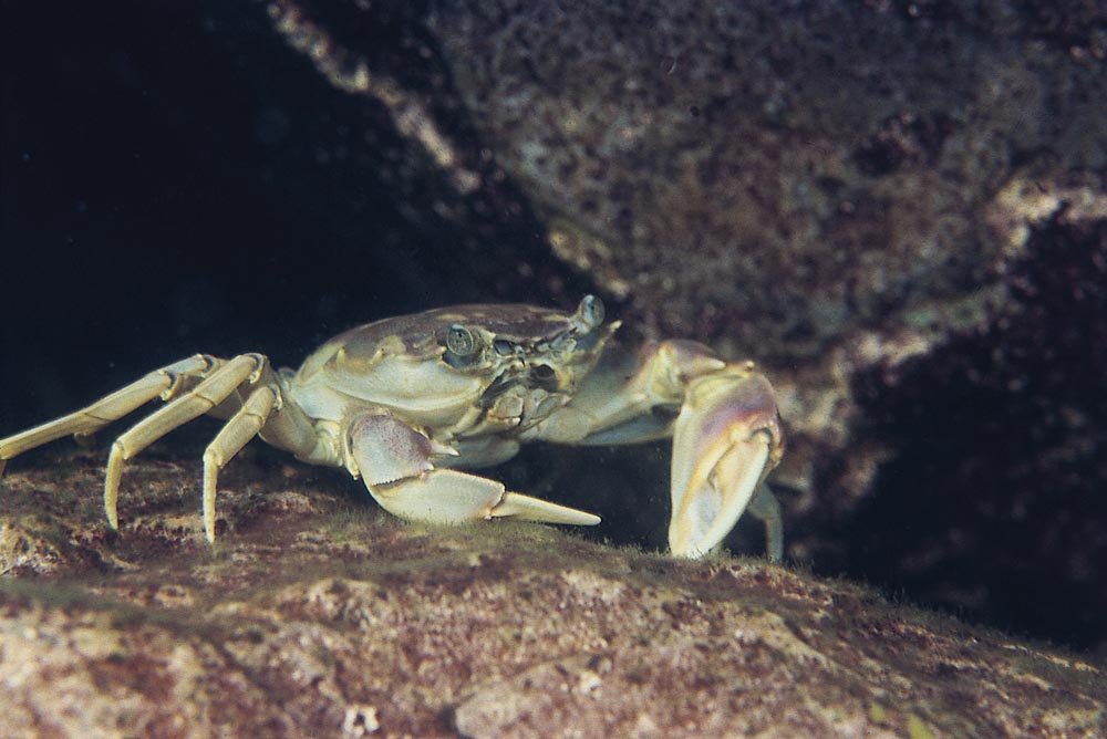 Platytelphusa armata