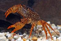 Parathelpusa panterina