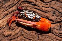 Uca crassipes