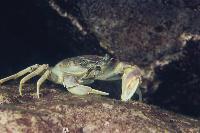 Platytelphusa armata