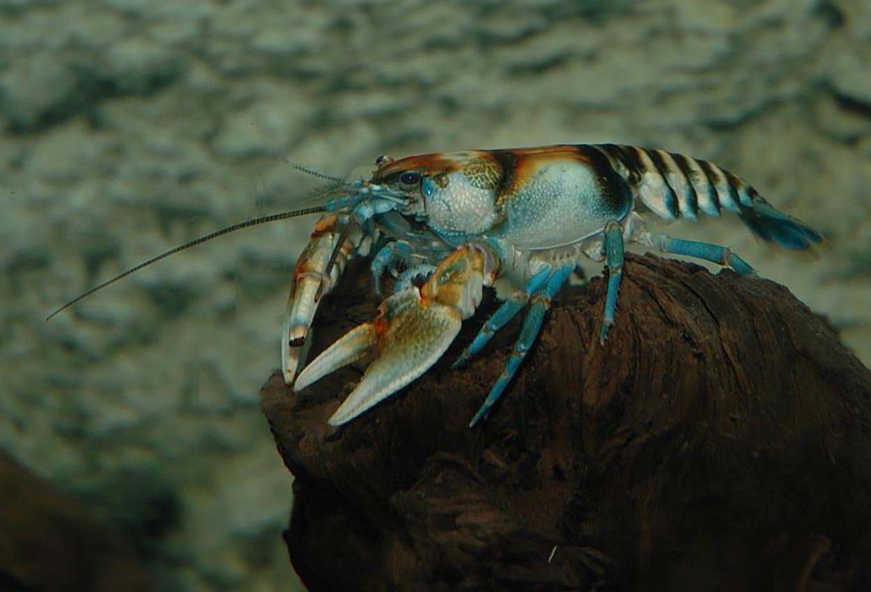 Cambarus speciosus