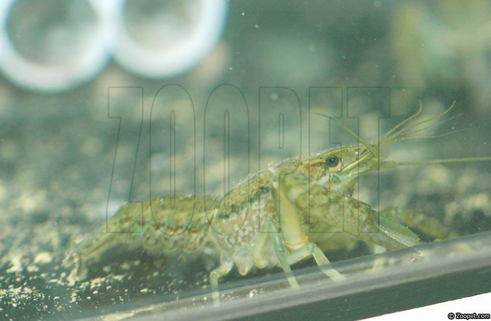 Procambarus seminolae