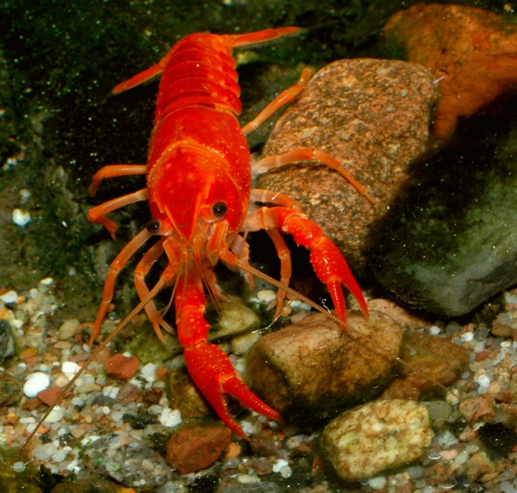 Procambarus clarkii