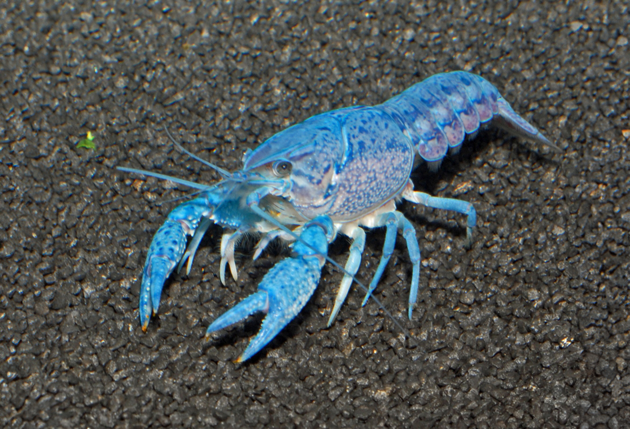 Procambarus alleni (blå)