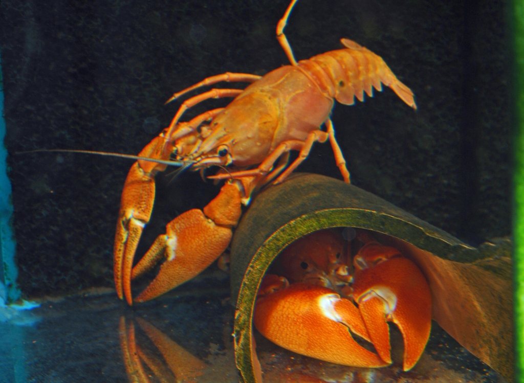 Pacifastacus leniusculus