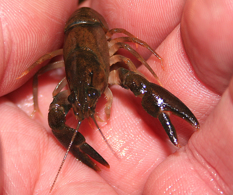 Pacifastacus leniusculus