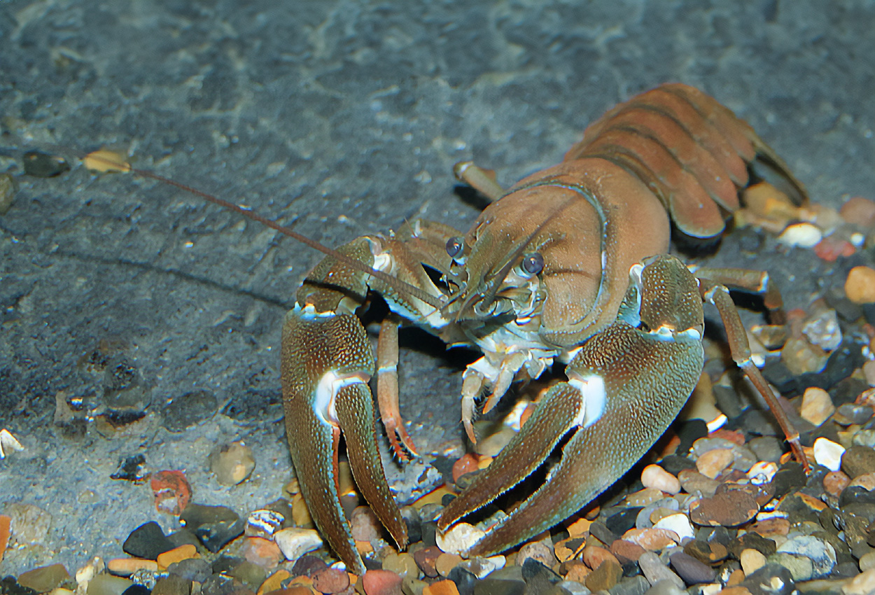 Pacifastacus leniusculus