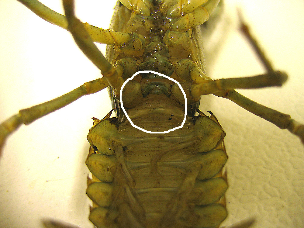 Pacifastacus leniusculus