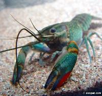 Astacus fluviatilis