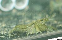 Procambarus seminolae